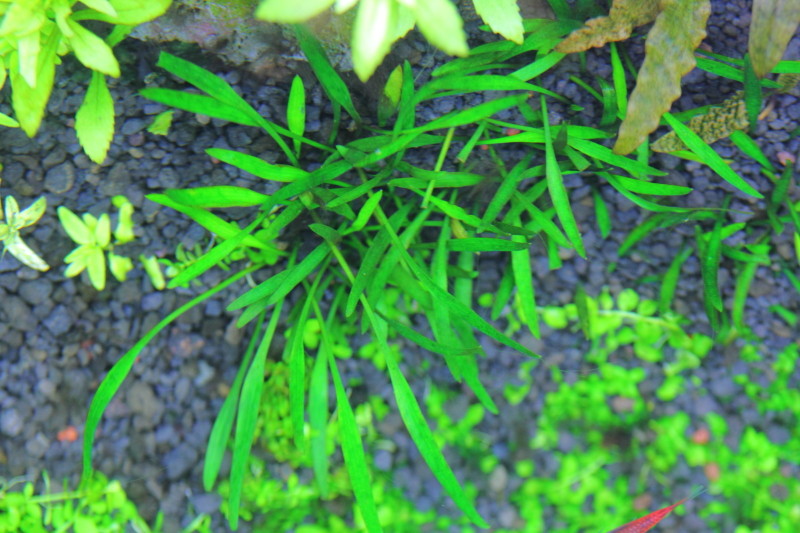 植栽132日目　真上から撮影したクリプトコリネ ルーケンス